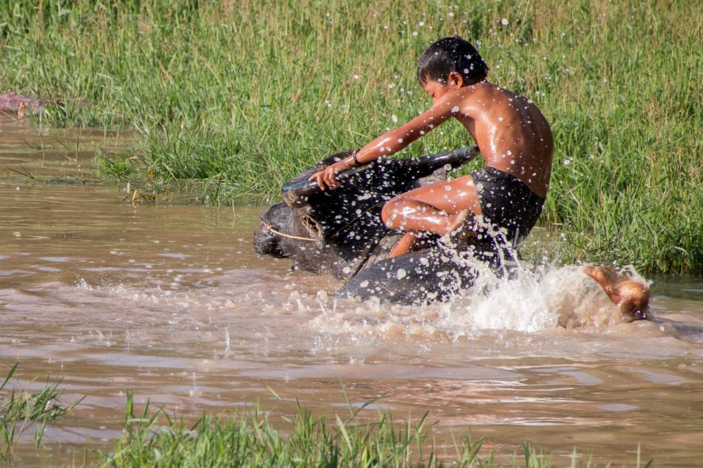 Wasserschlacht mit Wasserbüffel