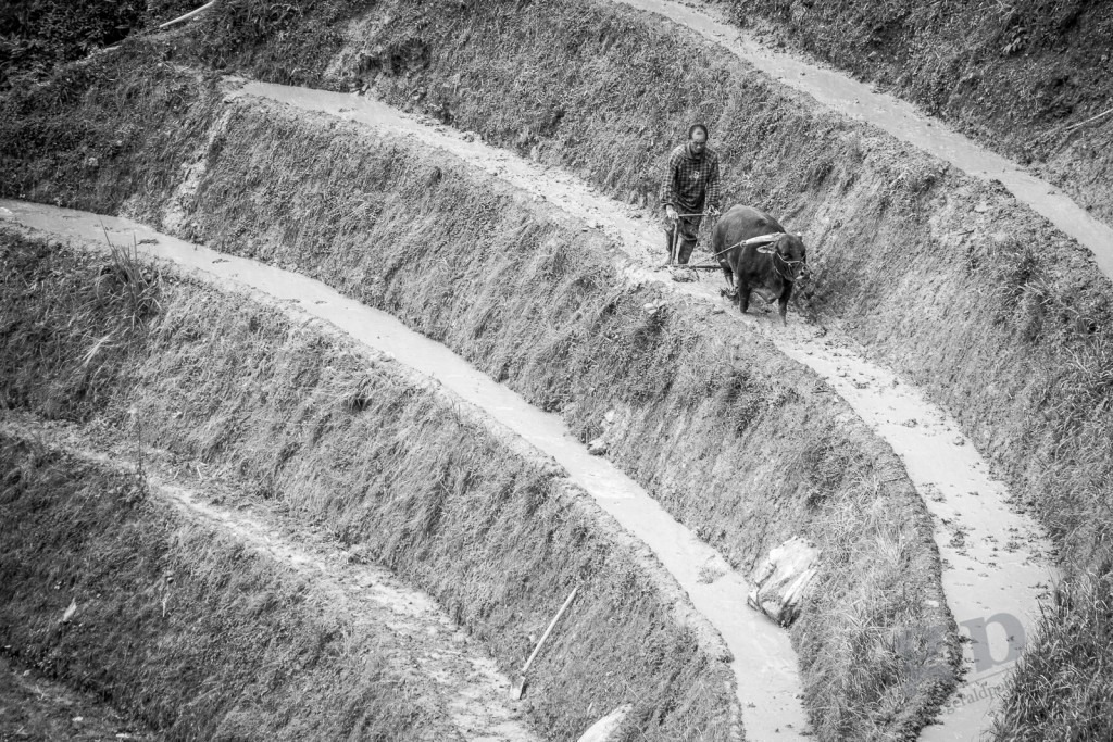 Reisterassen im Gebiet Longsheng