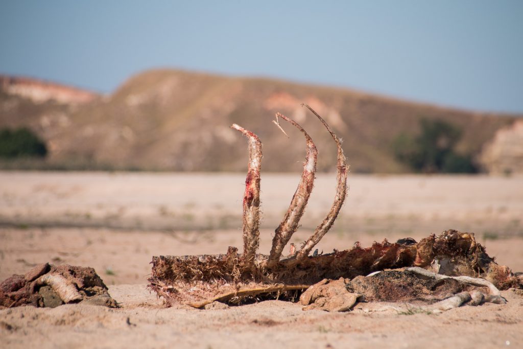 Madagascar_0630-093937